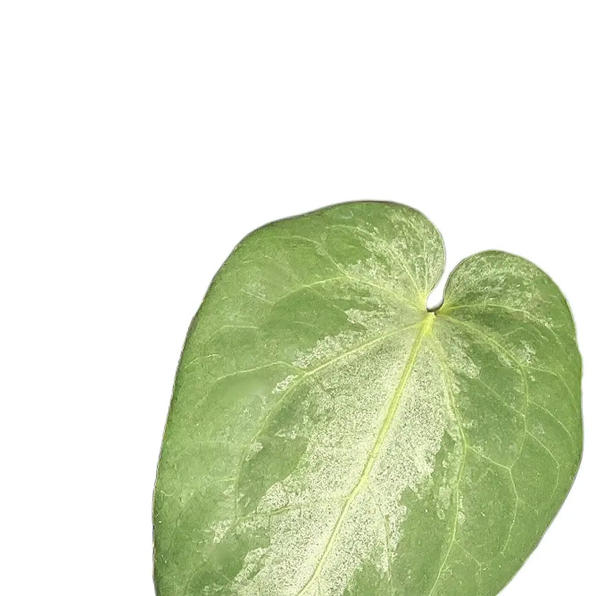 Piper sp. Indonesia 'Silver' leaf close-up on white background.