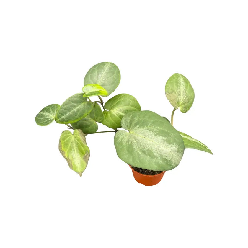 Piper sp. Indonesia 'Silver' potted houseplant in nursery pot on white background, product photo 2.