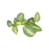 Piper sp. Indonesia 'Silver' Zimmerpflanze im Anzuchttopf vor weißem Hintergrund, Produktfoto 3.