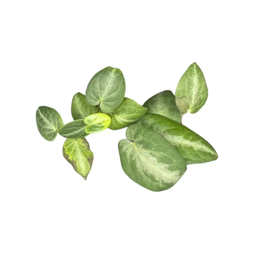 Piper sp. Indonesia 'Silver' Zimmerpflanze im Anzuchttopf vor weißem Hintergrund, Produktfoto 3.