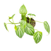 Piper sp. Kalimantan 'Watermelon' potted houseplant in nursery pot on white background, product photo 2.