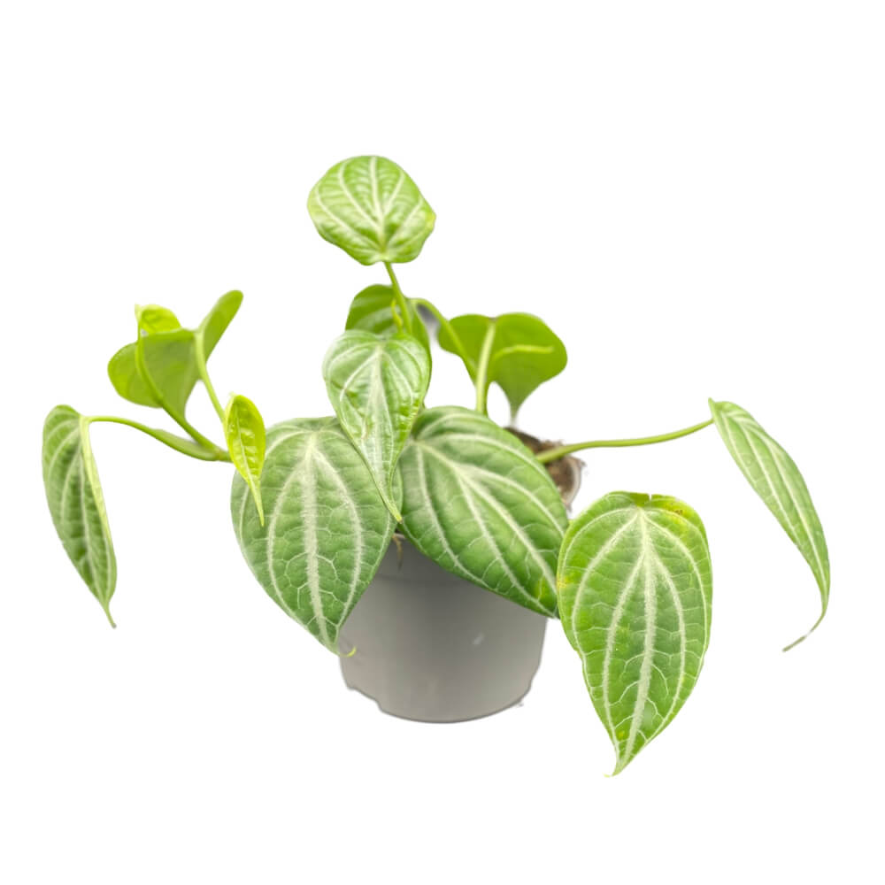 Piper sp. Kalimantan 'Watermelon' potted houseplant in nursery pot on white background, product photo 3.