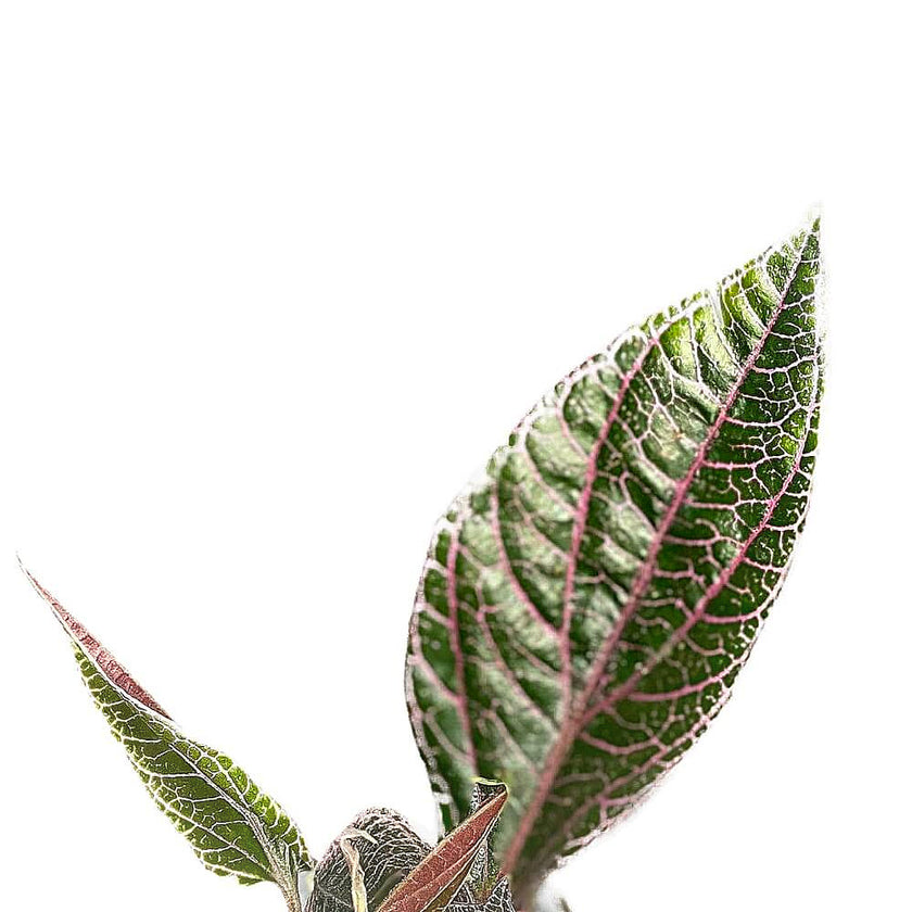 Piper sp. Sumatera 'Pink veins' leaf close-up on white background.