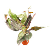 Piper sp. Sumatera 'Pink veins' Zimmerpflanze im Anzuchttopf vor weißem Hintergrund, Produktfoto 3.