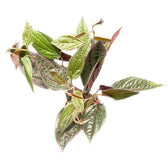 Piper sp. Sumatera 'Pink veins' Zimmerpflanze im Anzuchttopf vor weißem Hintergrund, Produktfoto 4.