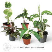 Pflanzenset : Baby Plant Bestsellers – Blattdetail vor weißem Hintergrund..