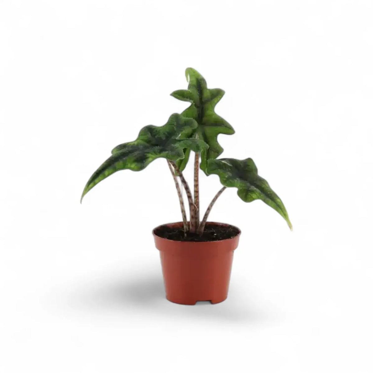 Pflanzenset : Baby Plant Bestsellers Zimmerpflanze im Anzuchttopf vor weißem Hintergrund, Produktfoto 5.