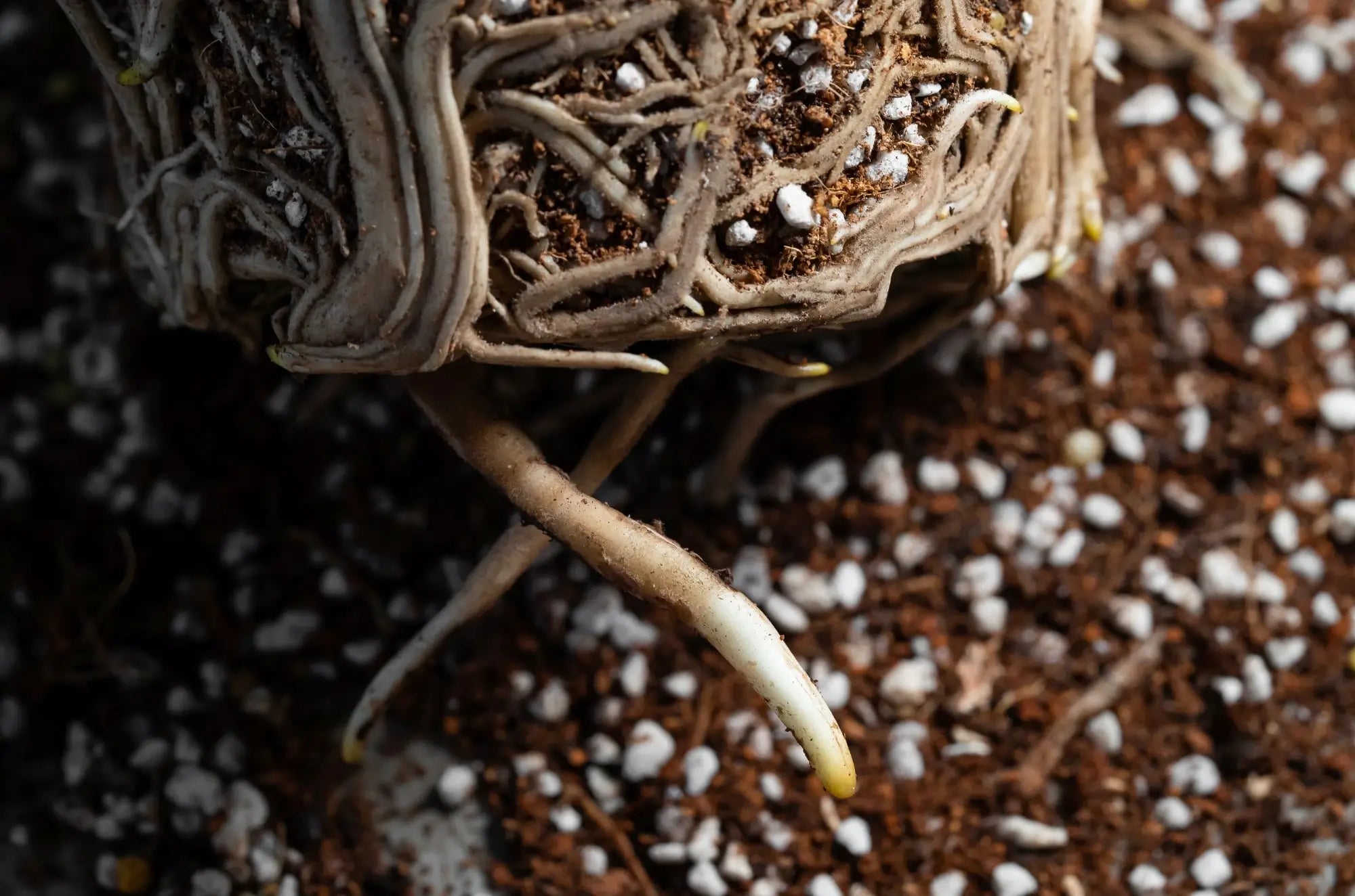 Nahaufnahme eines Wurzelsystems in Erde mit kleinen weißen Steinchen.