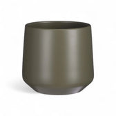 Rhaphidophora puberula variegata potted houseplant in nursery pot on white background, product photo