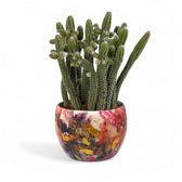 Planter 'Sweet Magnolia' on white background, product photo 2.