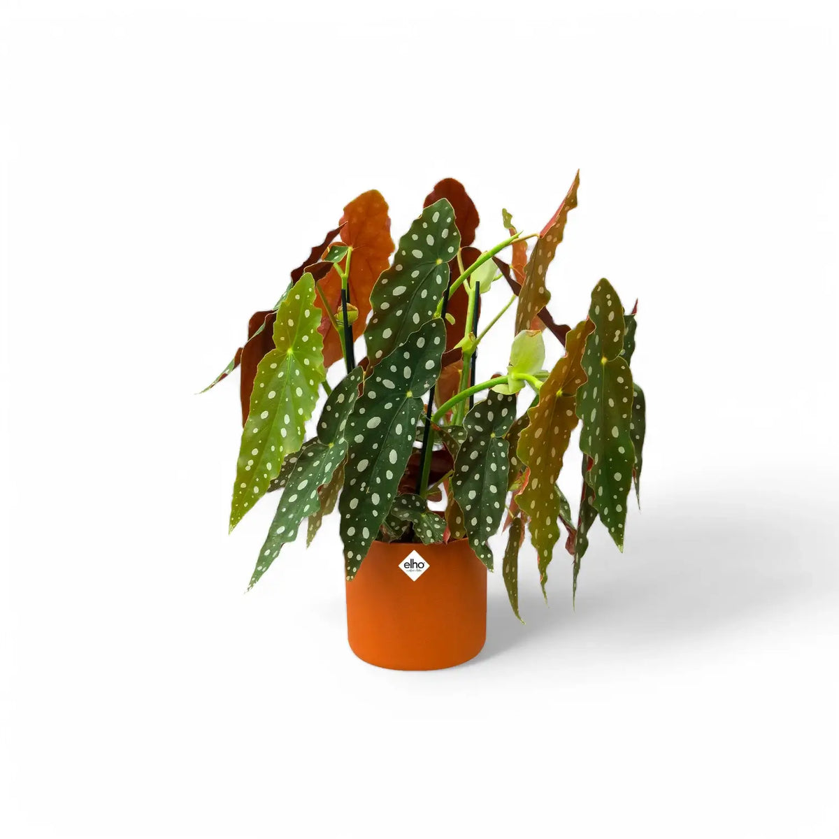 Planter 'b.for soft round' on white background, product photo 8.