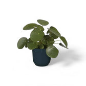 Planter 'vibes fold round' on white background, product photo 6.