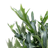 Platycerium bifurcatum – Blattdetail vor weißem Hintergrund..