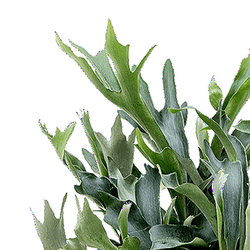 Platycerium bifurcatum leaf close-up on white background.