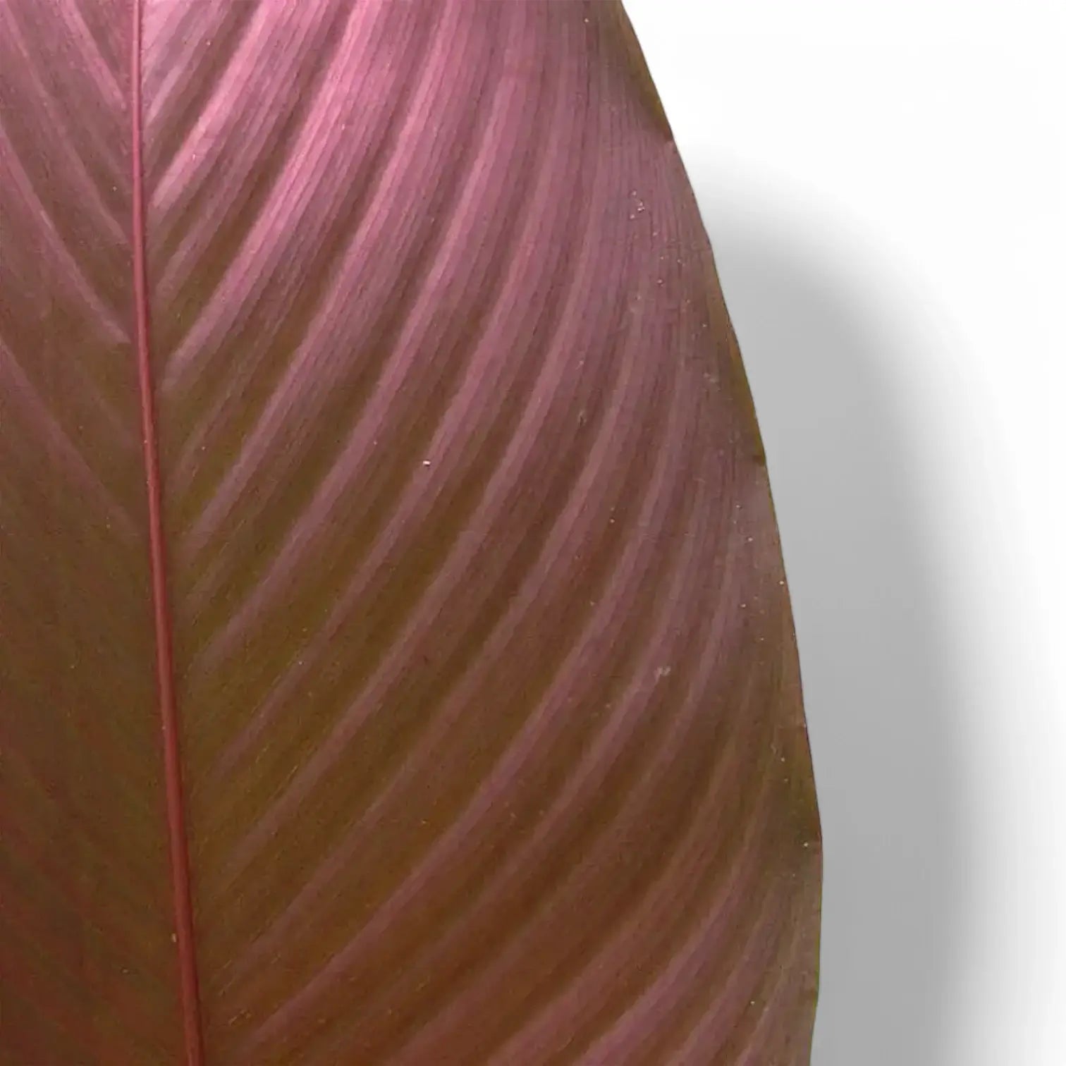 Pleiostachya pruinosa – Blattdetail vor weißem Hintergrund..