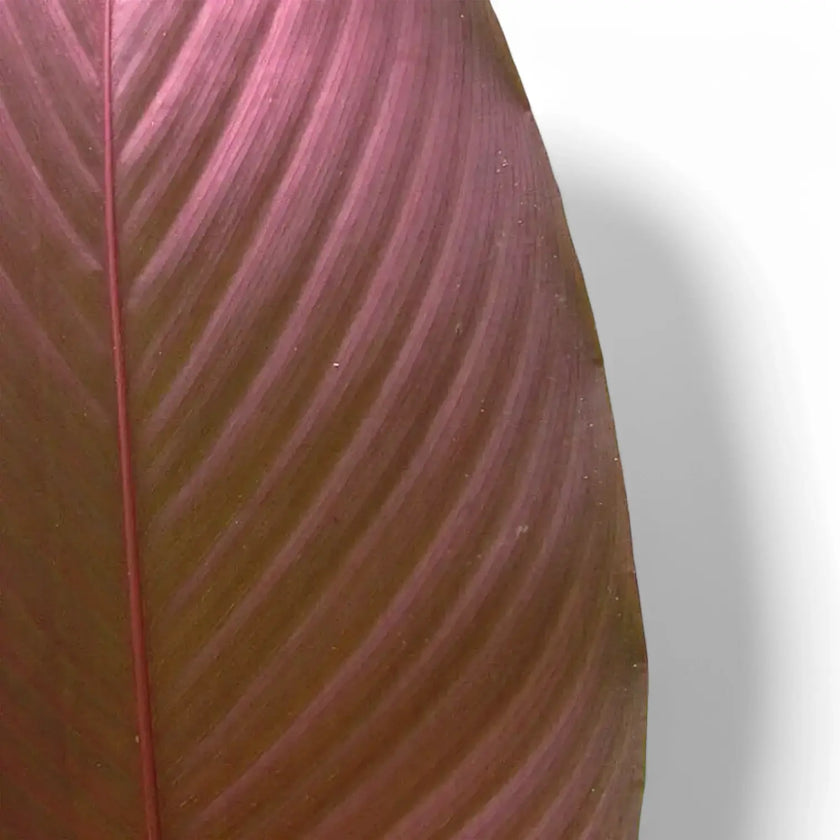 Pleiostachya pruinosa leaf close-up on white background.