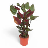 Pleiostachya pruinosa Zimmerpflanze im Anzuchttopf vor weißem Hintergrund, Produktfoto 2.