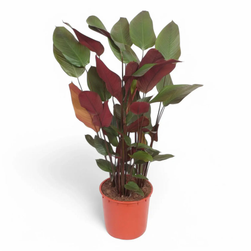 Pleiostachya pruinosa potted houseplant in nursery pot on white background, product photo 2.