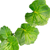 Polyscias pinnata ‘Green Lemon’ leaf close-up on white background.