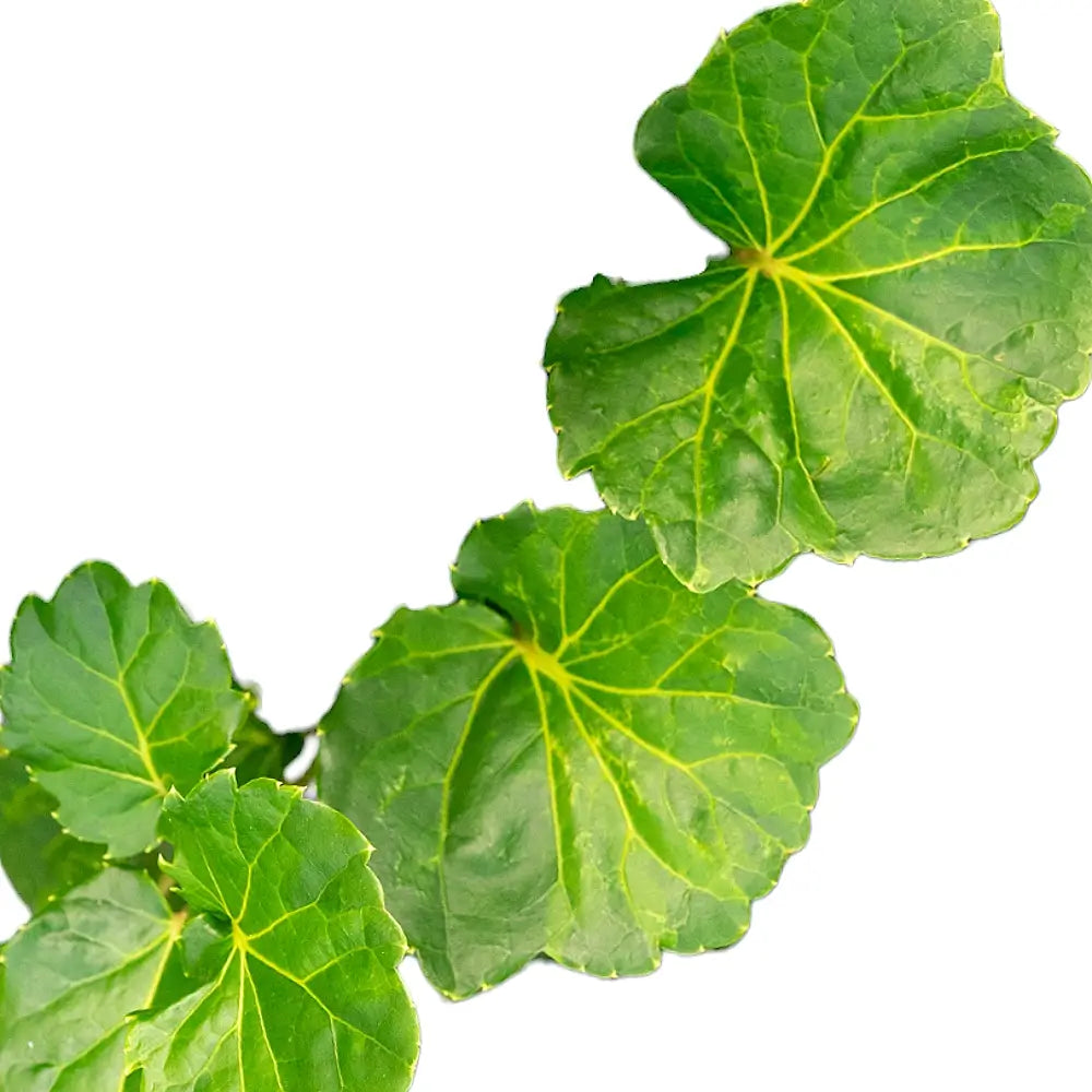 Polyscias pinnata ‘Green Lemon’ leaf close-up on white background.