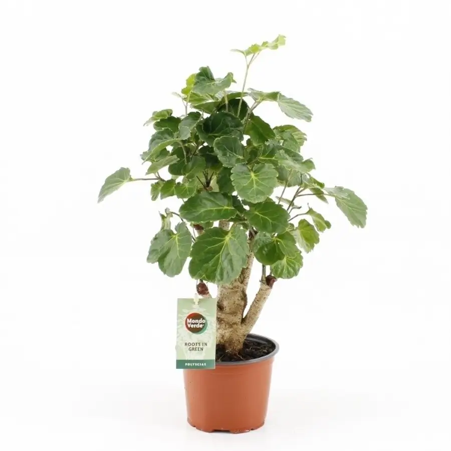 Polyscias pinnata ‘Green Lemon’ potted houseplant in nursery pot on white background, product photo 2.