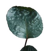 Polyscias scutellaria 'Fabian' leaf close-up on white background.