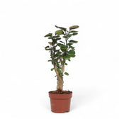 Polyscias scutellaria 'Fabian' potted houseplant in nursery pot on white background, product photo 2.