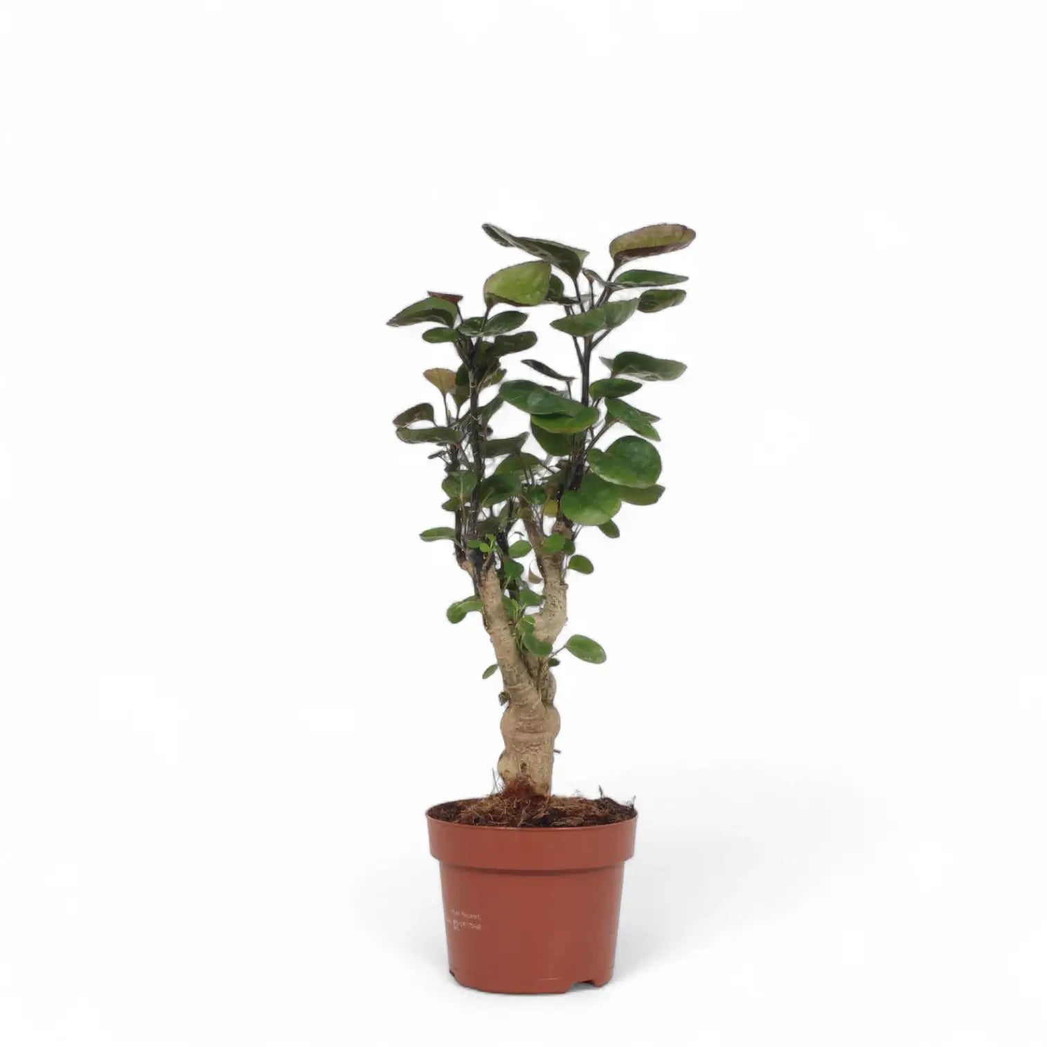 Polyscias scutellaria 'Fabian' potted houseplant in nursery pot on white background, product photo 2.