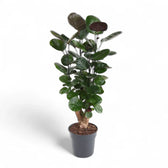 Polyscias scutellaria 'Fabian' potted houseplant in nursery pot on white background, product photo 4.