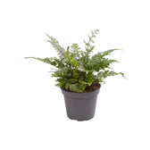 Polystichum luctuosum Zimmerpflanze im Anzuchttopf vor weißem Hintergrund, Produktfoto 2.