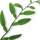 Pothos scundens – Blattdetail vor weißem Hintergrund..