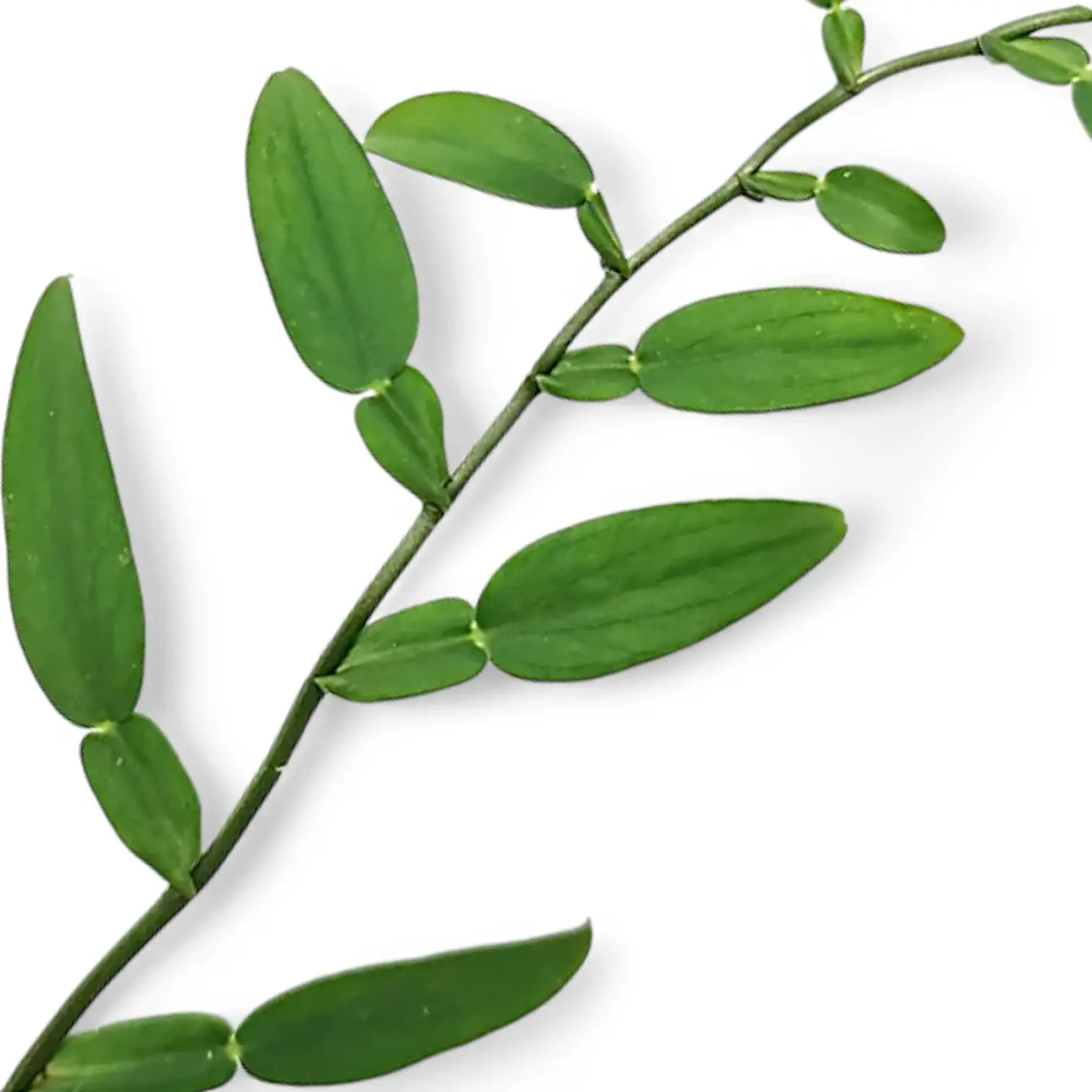 Pothos scundens – Blattdetail vor weißem Hintergrund..