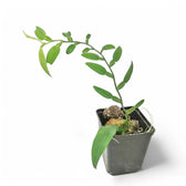 Pothos scundens Zimmerpflanze im Anzuchttopf vor weißem Hintergrund, Produktfoto 2.