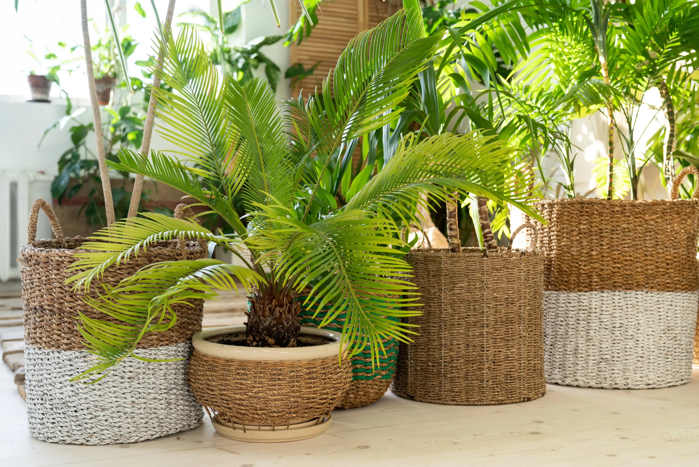 Potted plants with woven baskets on a wooden floor