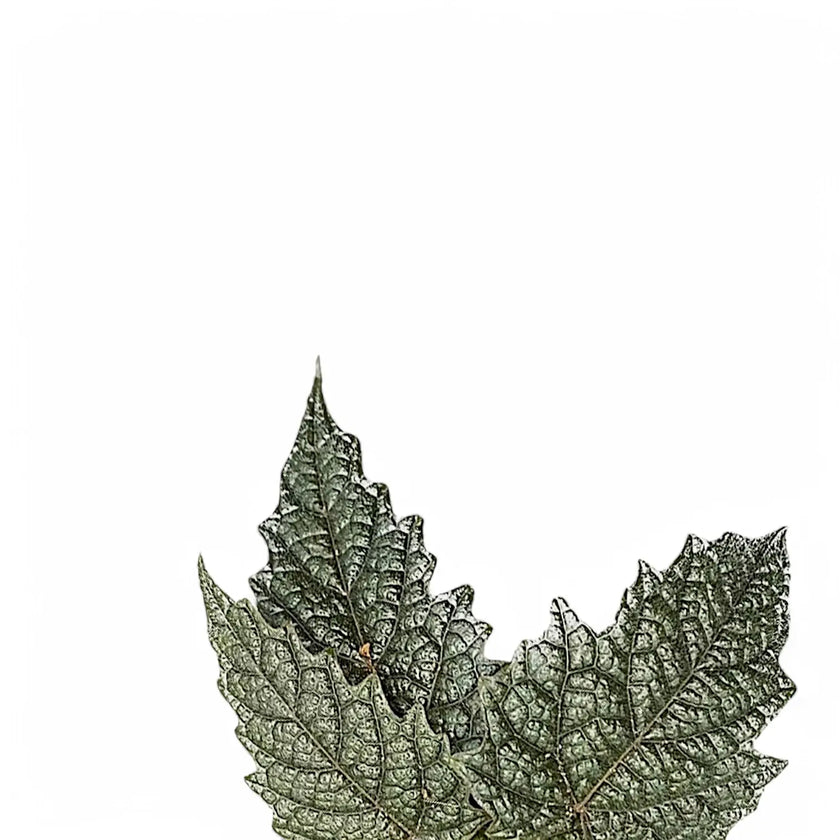 Pterisanthes sp. Papua leaf close-up on white background.