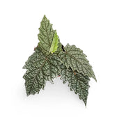 Pterisanthes sp. Papua potted houseplant in nursery pot on white background, product photo 2.