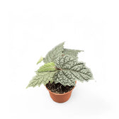 Pterisanthes sp. Papua potted houseplant in nursery pot on white background, product photo 4.