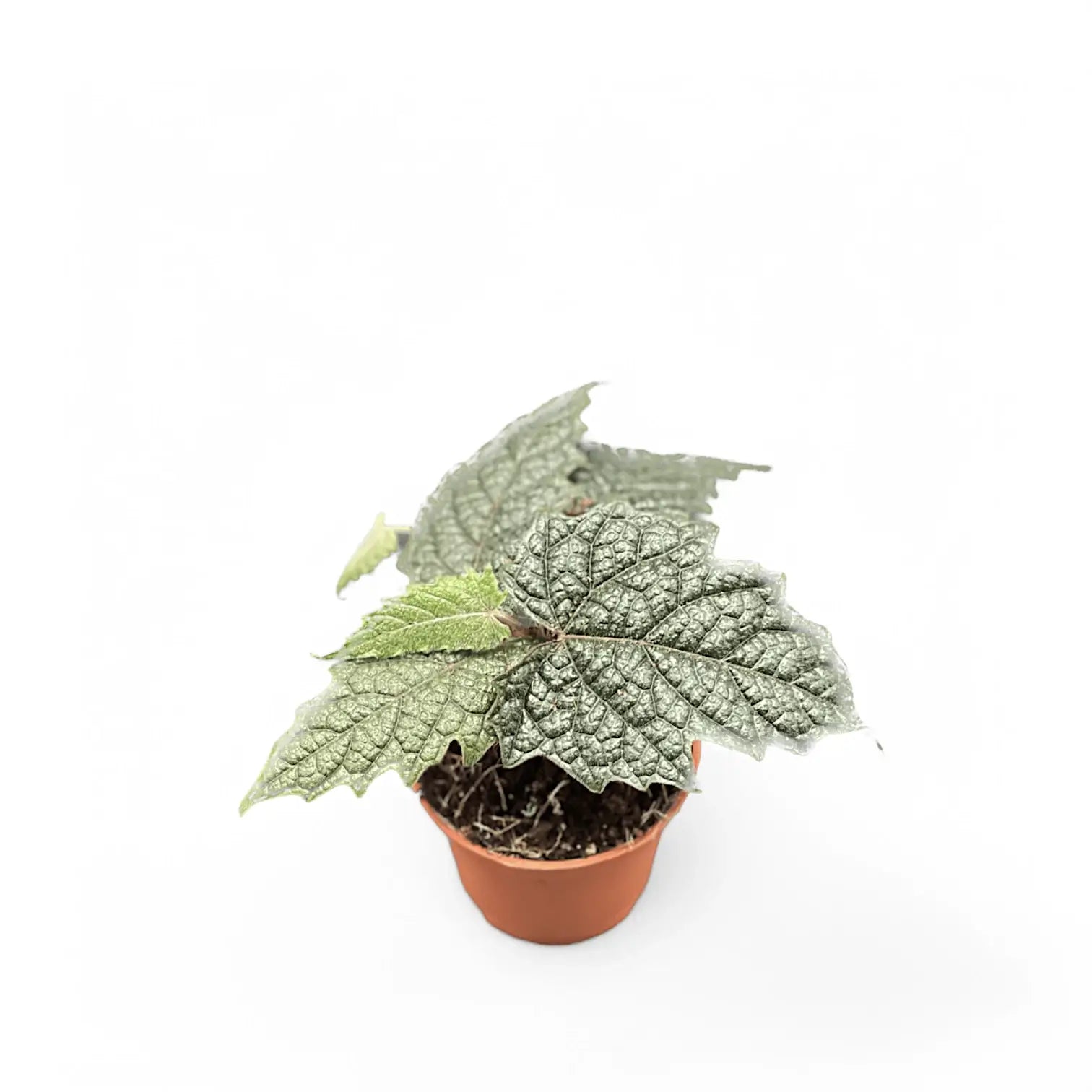 Pterisanthes sp. Papua potted houseplant in nursery pot on white background, product photo 4.