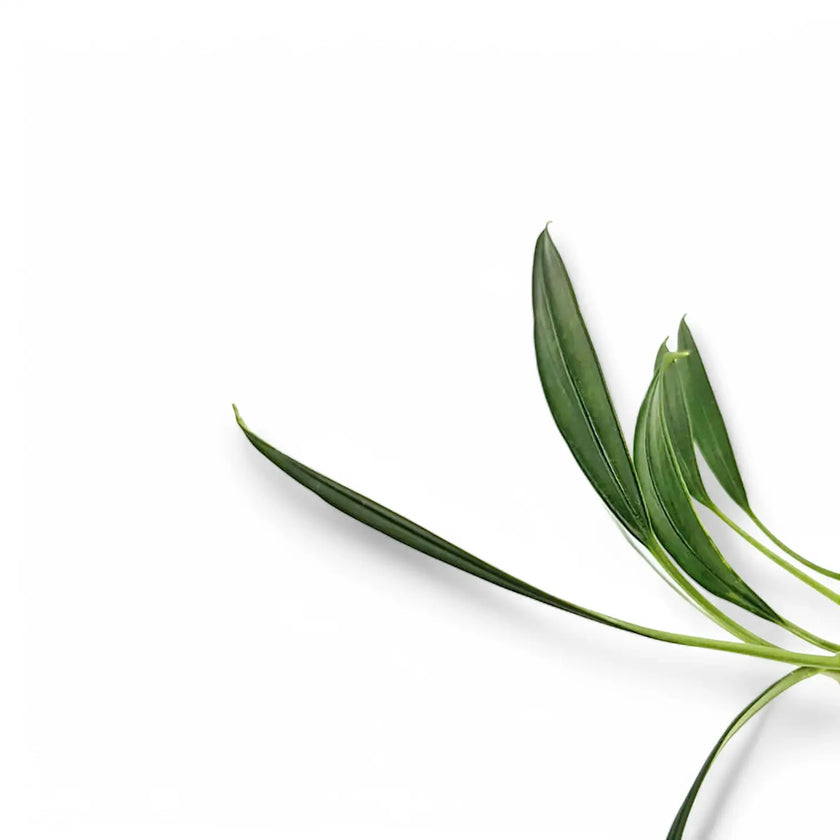 Pursegloveia minima leaf close-up on white background.