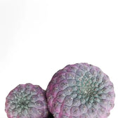 Rebutia canigueralii 'Violet' – Blattdetail vor weißem Hintergrund..