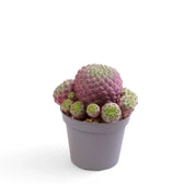 Rebutia canigueralii 'Violet' Zimmerpflanze im Anzuchttopf vor weißem Hintergrund, Produktfoto 2.