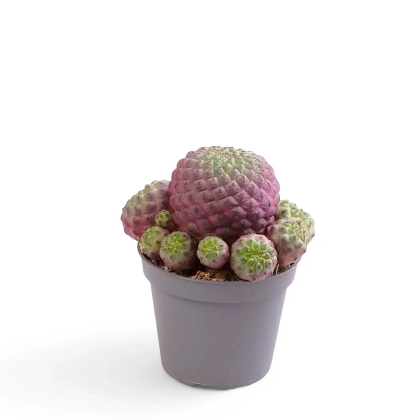 Rebutia canigueralii 'Violet' Zimmerpflanze im Anzuchttopf vor weißem Hintergrund, Produktfoto 2.