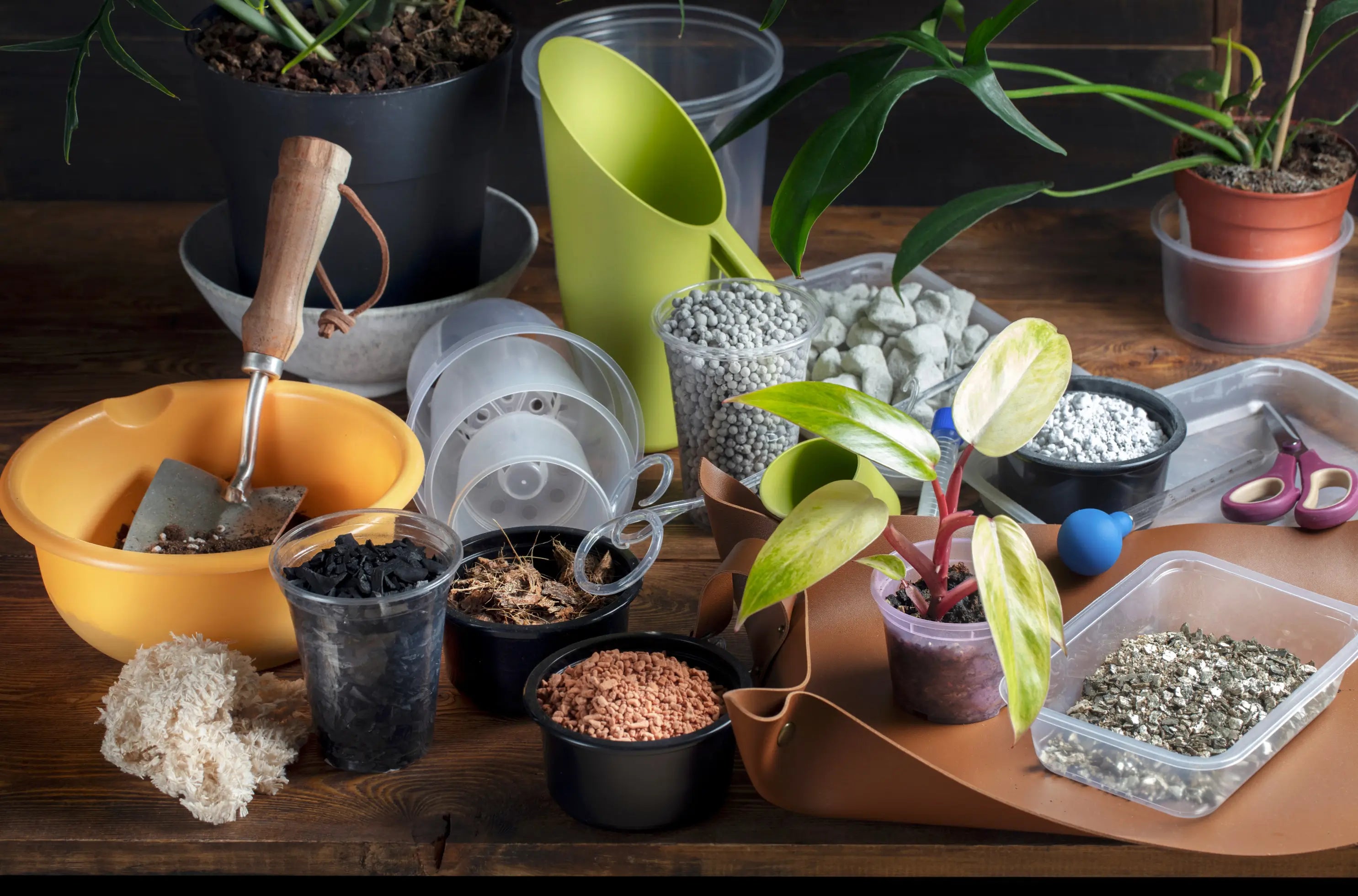 Umtopfwerkzeuge und Materialien auf einem Holztisch, dazu Topfpflanzen