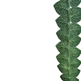 Rhaphidophora cryptantha leaf close-up on white background.