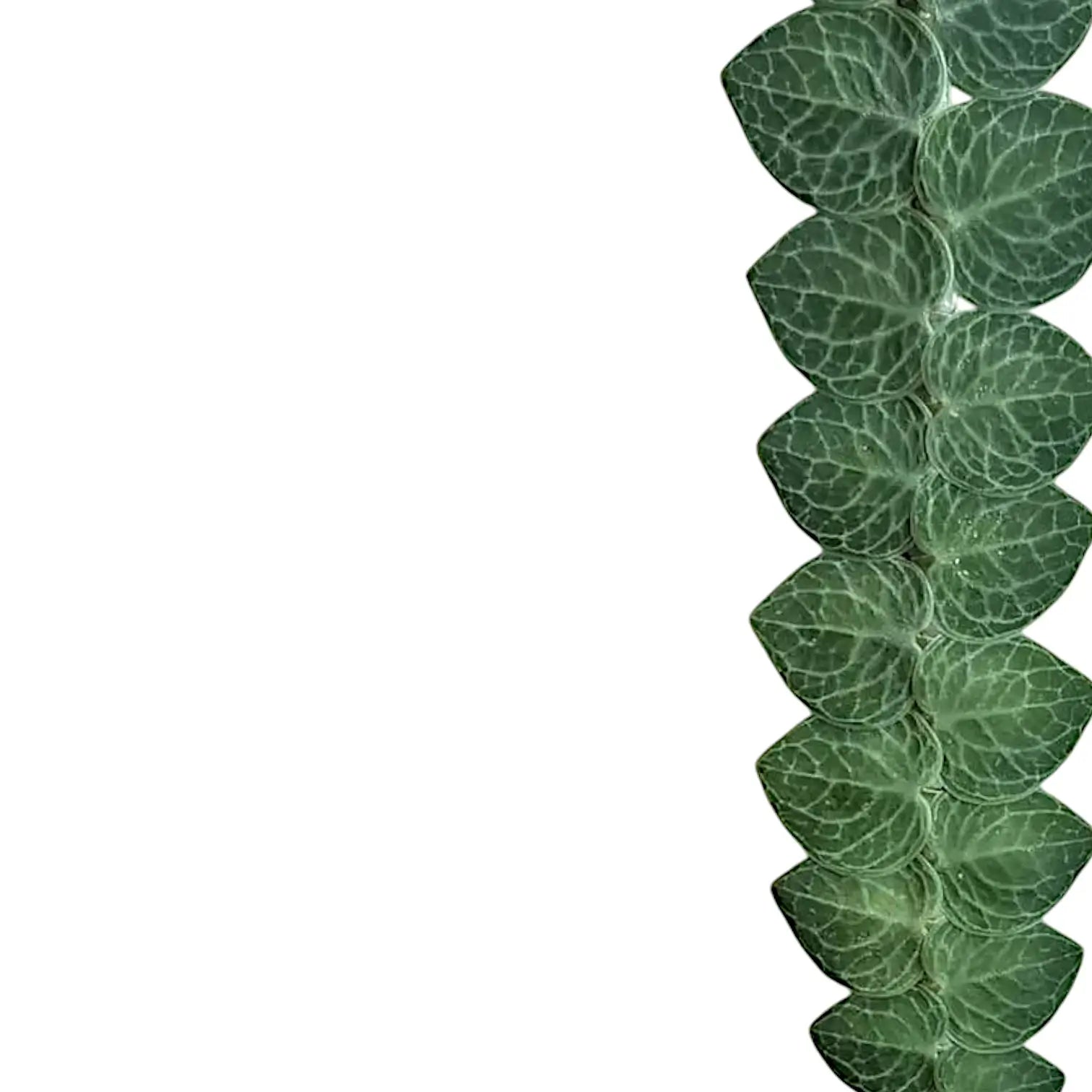 Rhaphidophora cryptantha leaf close-up on white background.