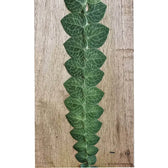 Rhaphidophora cryptantha potted houseplant in nursery pot on white background, product photo 2.