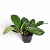Rhaphidophora hongkongensis potted houseplant in nursery pot on white background, product photo 2.