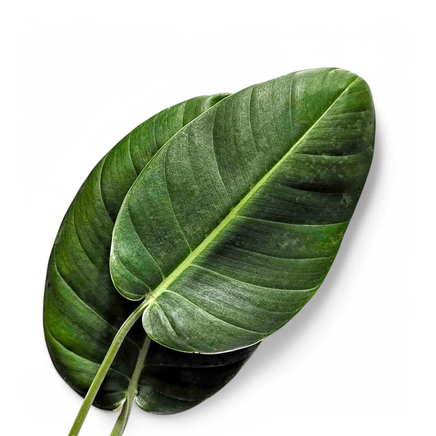 Rhaphidophora megaphylla – Blattdetail vor weißem Hintergrund..