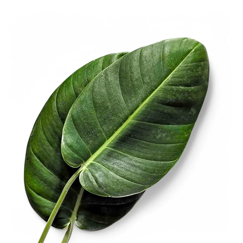 Rhaphidophora megaphylla – Blattdetail vor weißem Hintergrund..