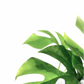 Rhaphidophora tetrasperma variegata 'Green on green' – Blattdetail vor weißem Hintergrund..